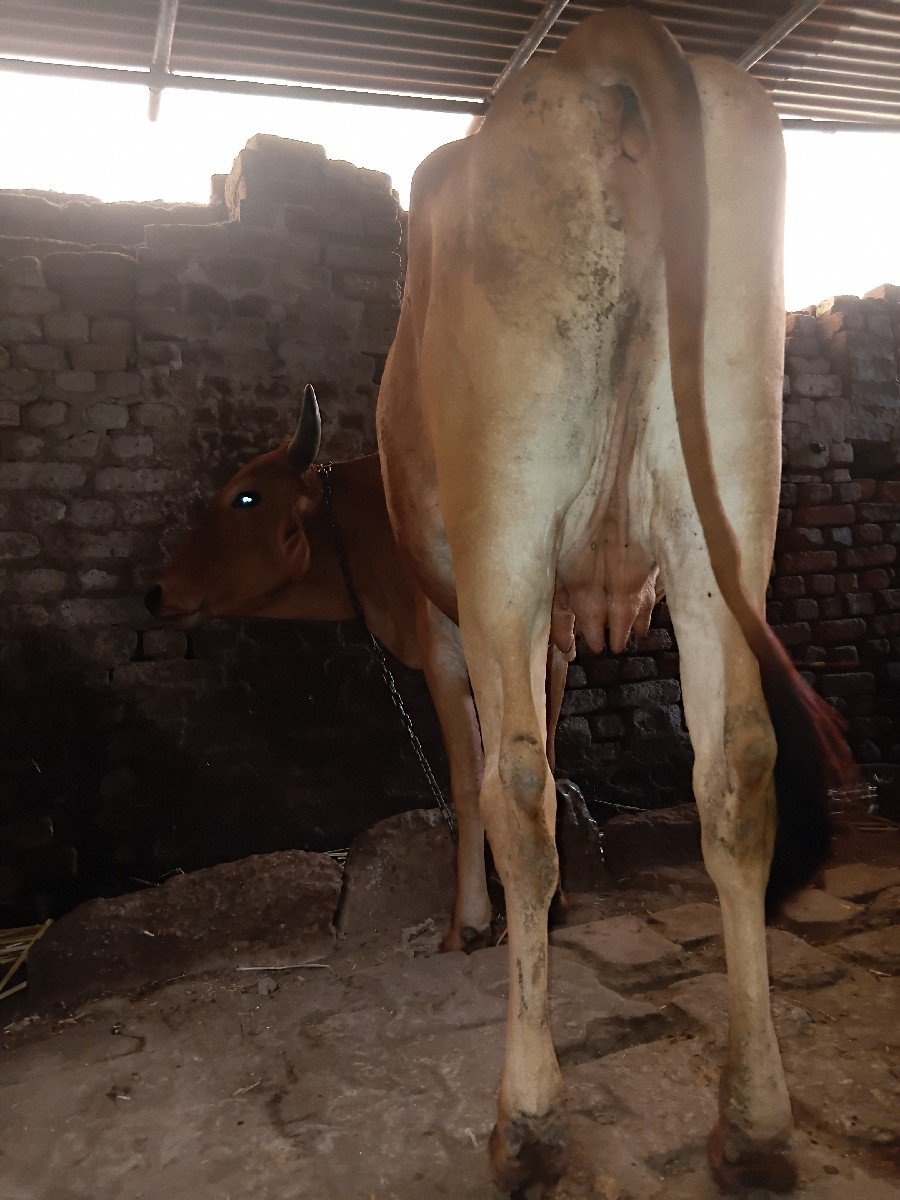 તાજી વિહાણેલી ગાય છે