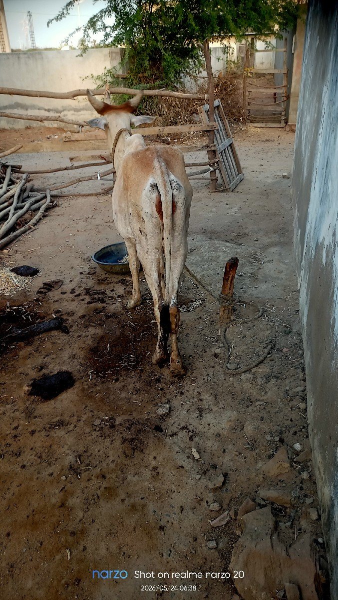 વઢીયારી