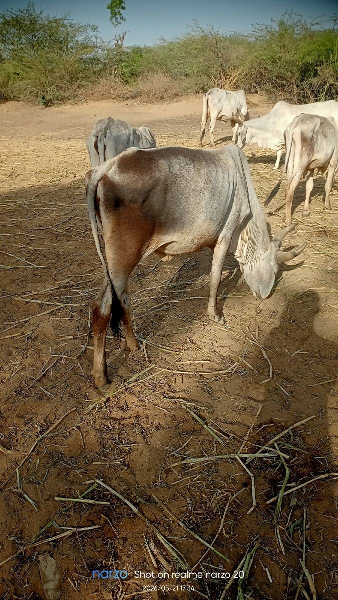 વઢીયારી