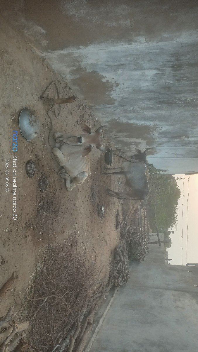 વઢીયારી