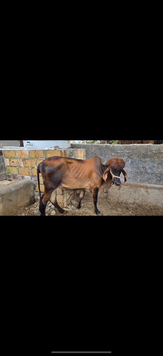 વાસડી વેચવાની છે