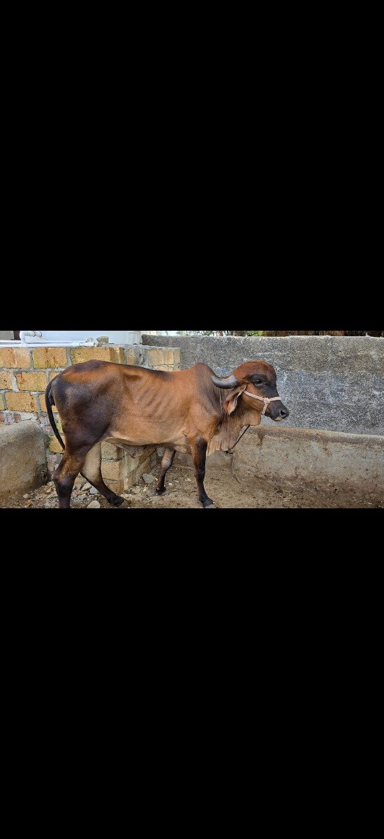 વાસડી વેચવાની છે