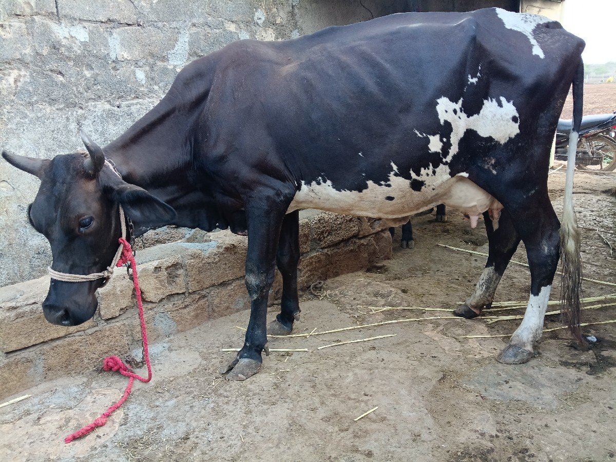 ગાય વેચવાની છે