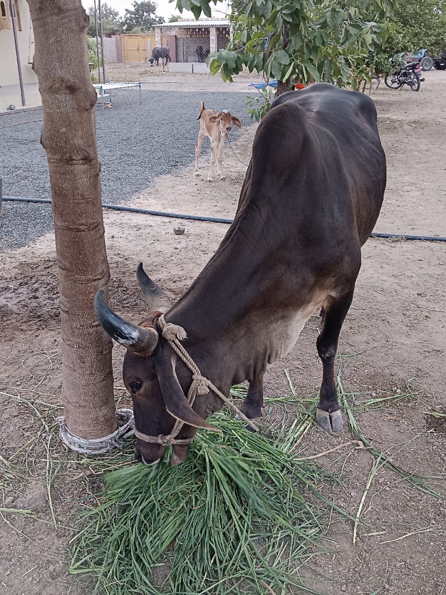 vechvani che