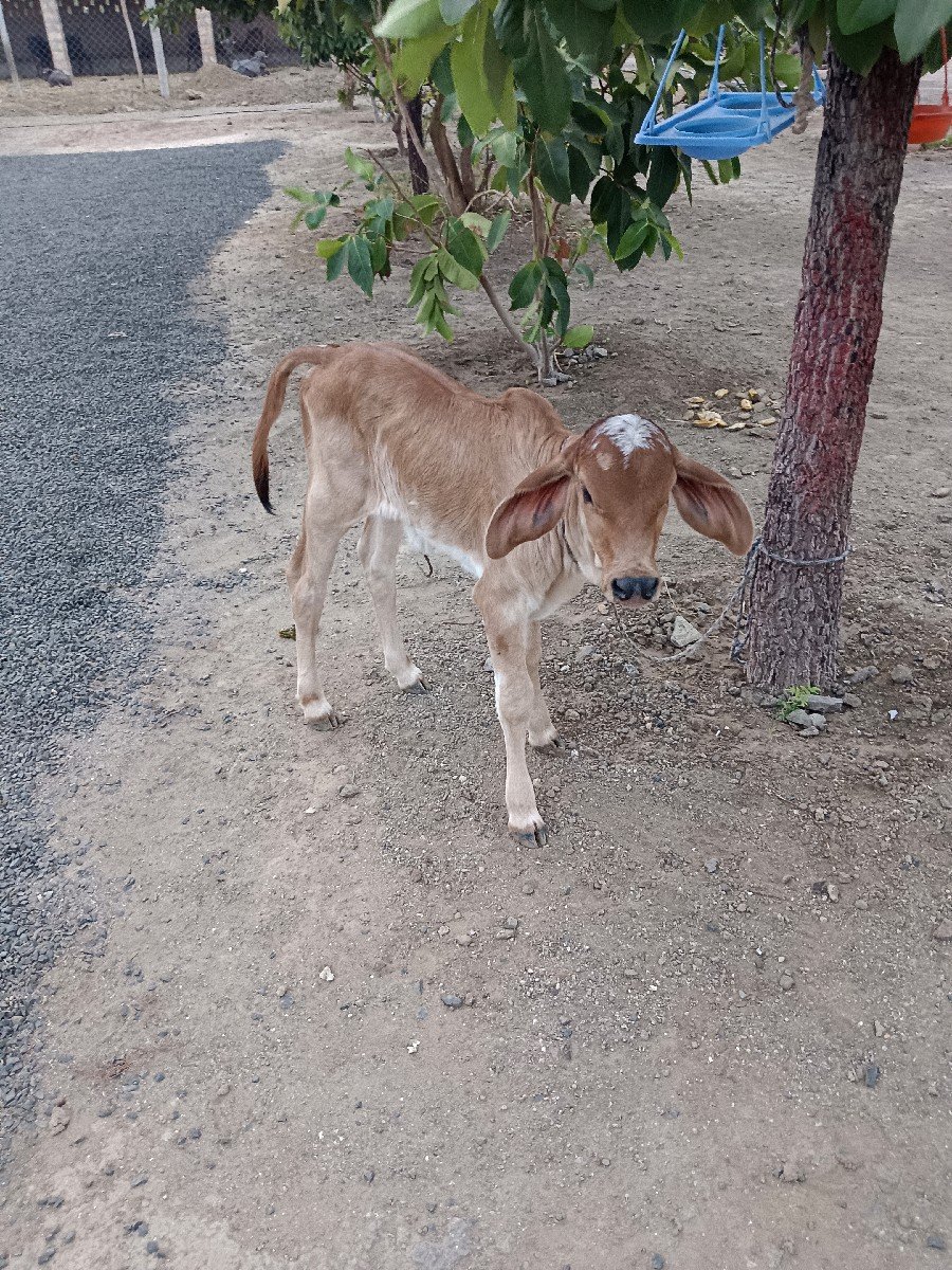 vechvani che