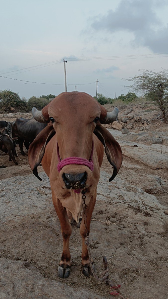 ગીર વાછડી વેચવાની છે