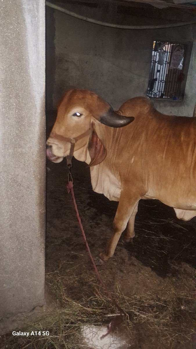 વેચવાની