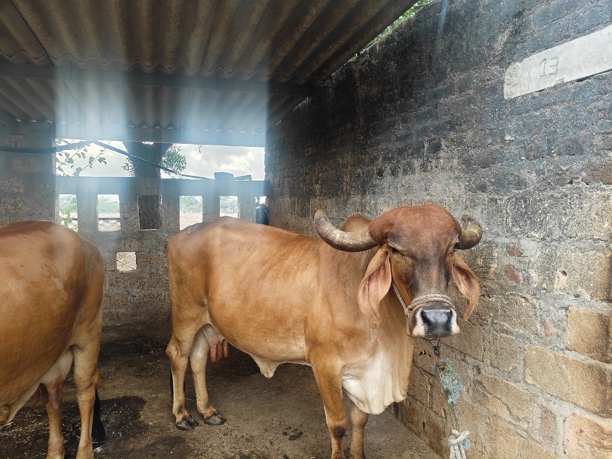 vechavani