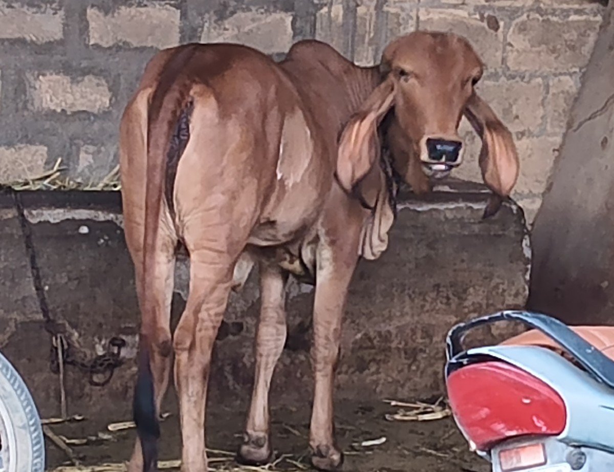 ગિર ઓરીજનલ નસલ ની વાછડી વેચવાની છે