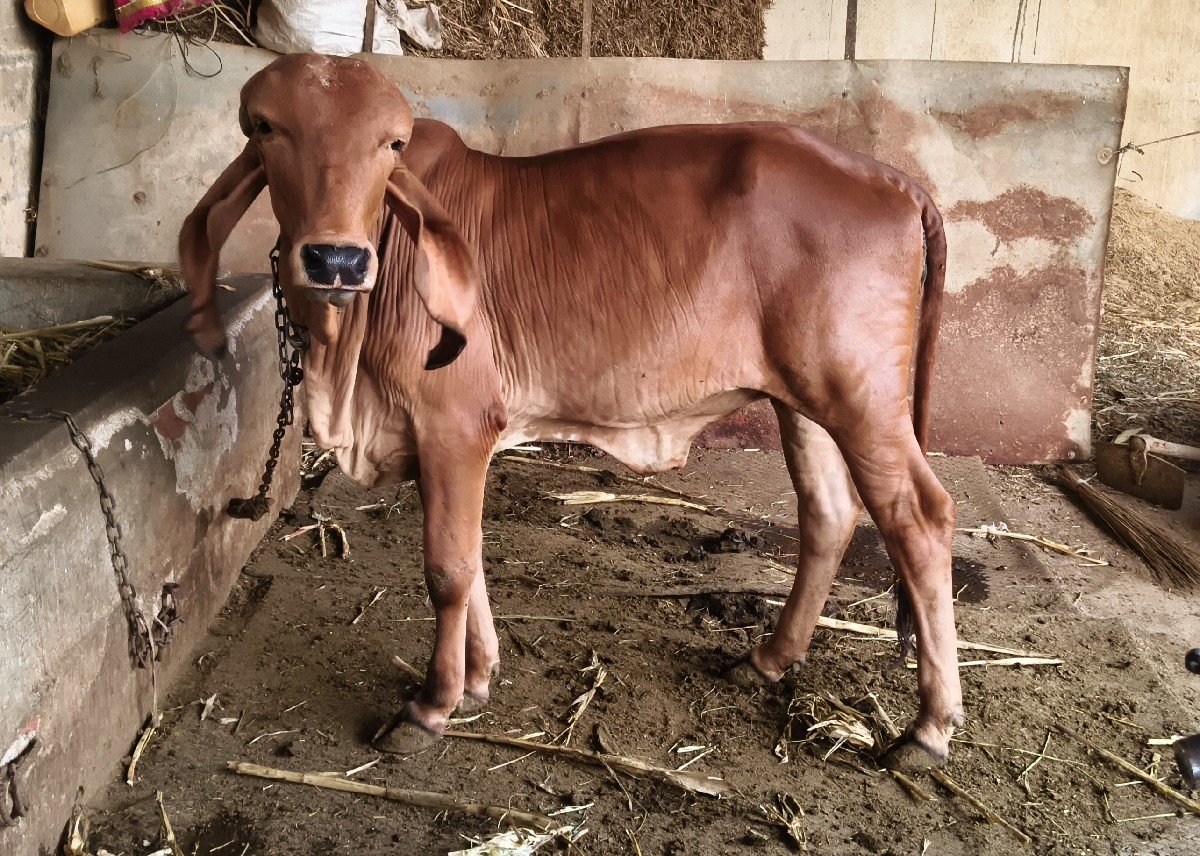 ગિર ઓરીજનલ નસલ ની વાછડી વેચવાની છે