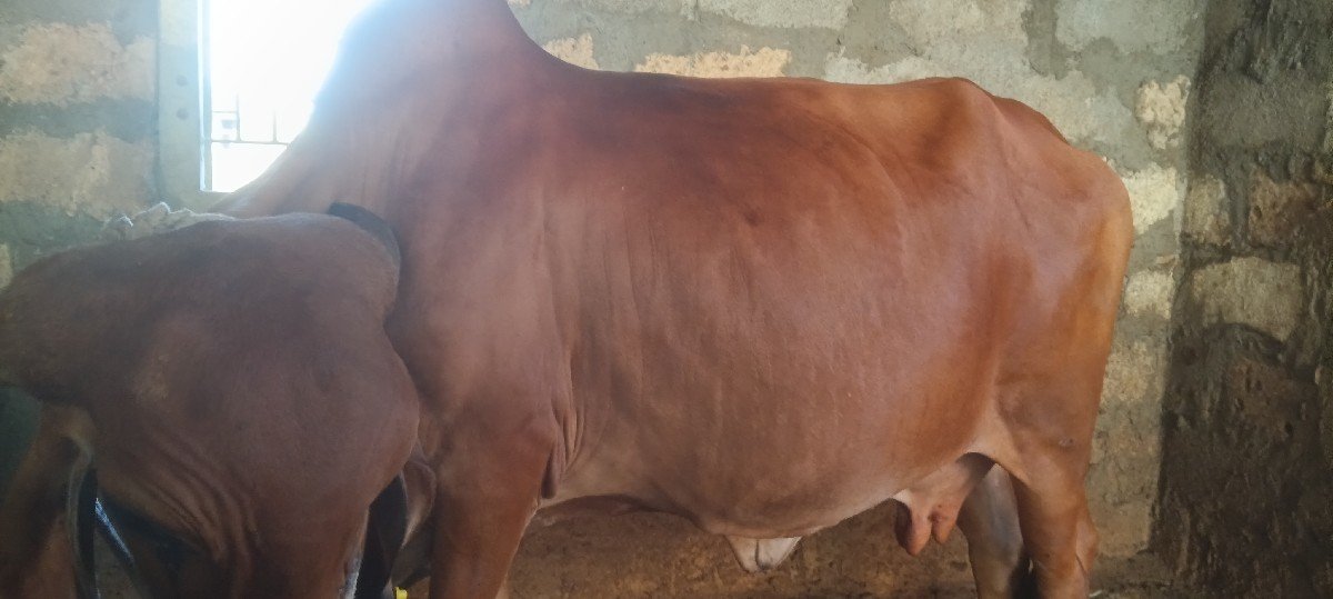 ગાય વેચવાની છે