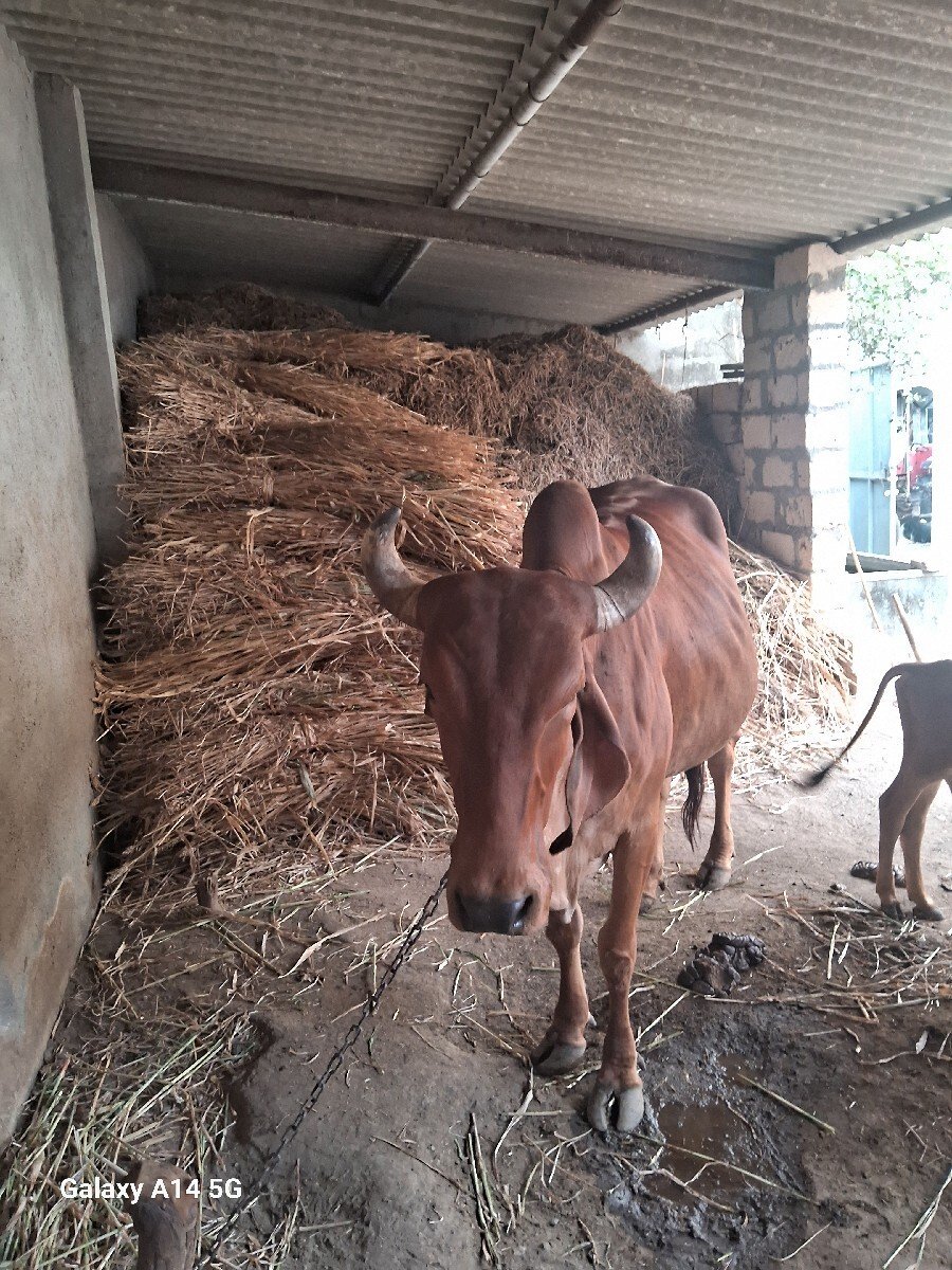 ગાય