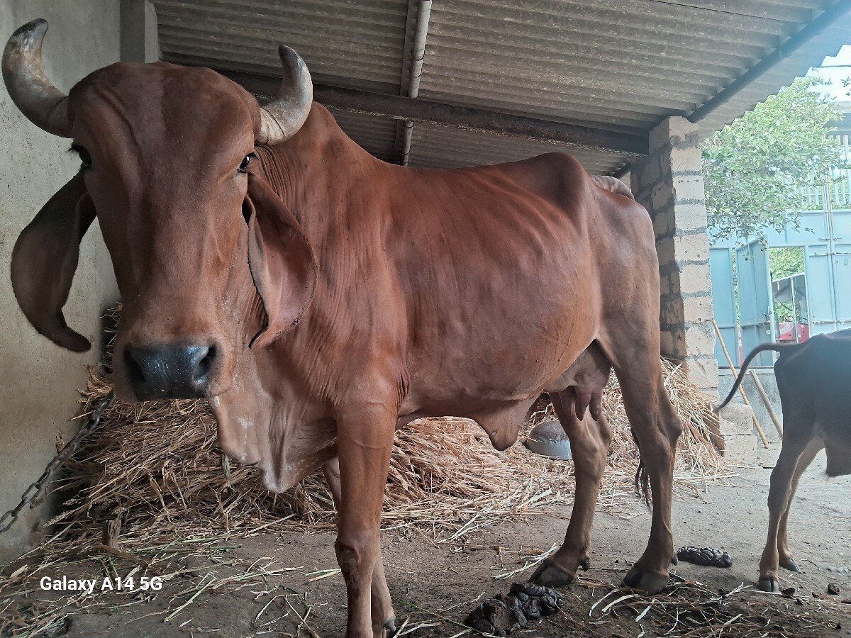 ગાય