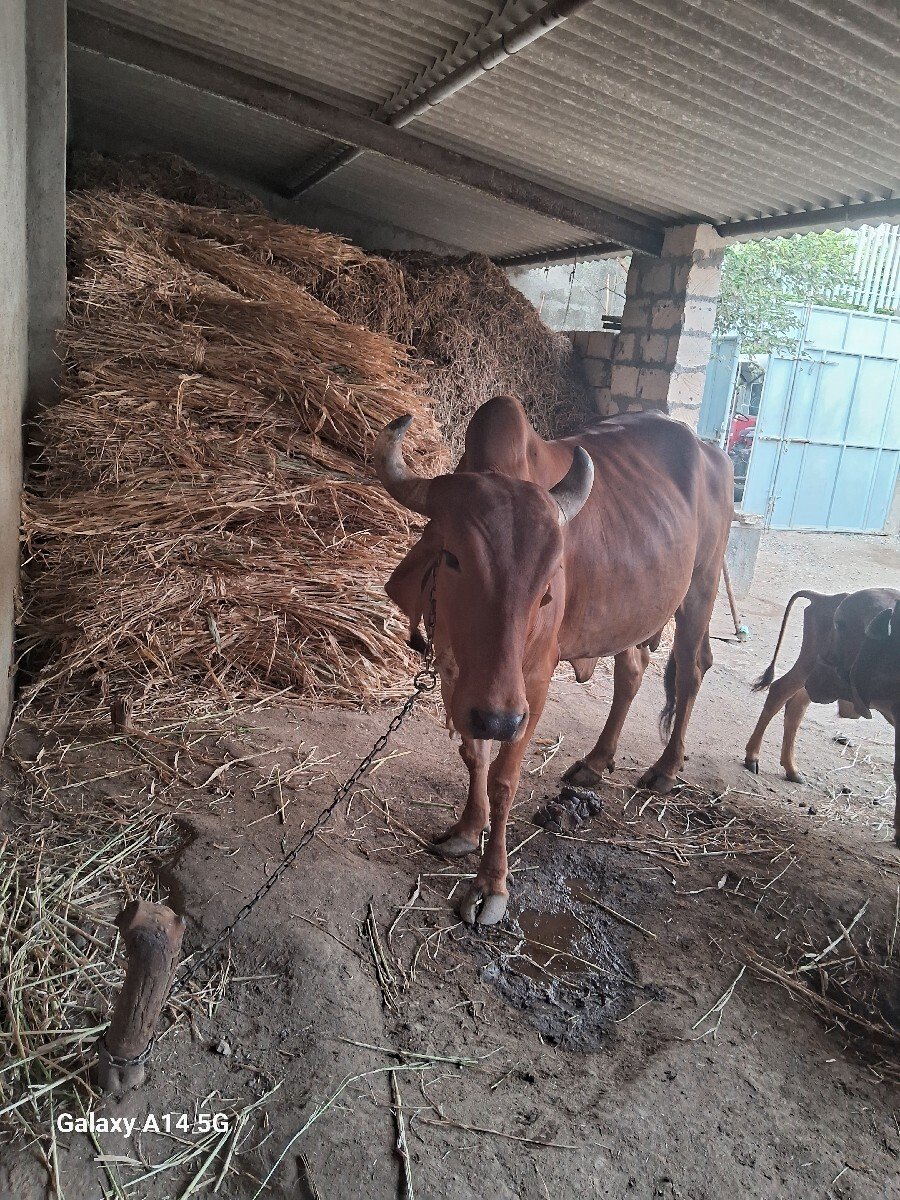 ગાય