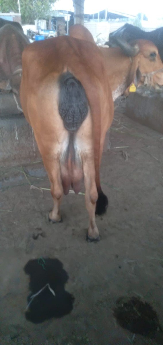 વેચવાની સે