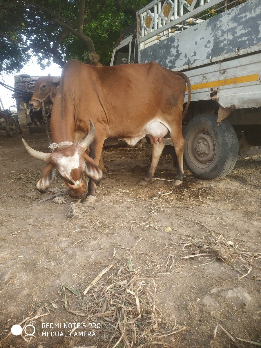 ભાડેર ગામ કિંમત 20,000 રૂપિયા વિપુ