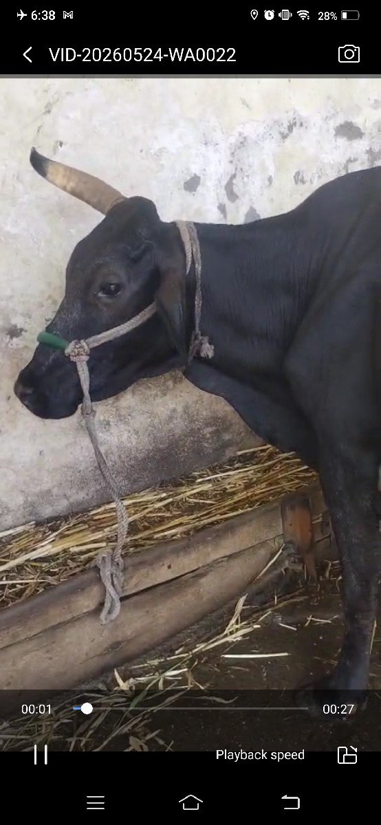ગીર  કાલી કોર્ષ જરસી
