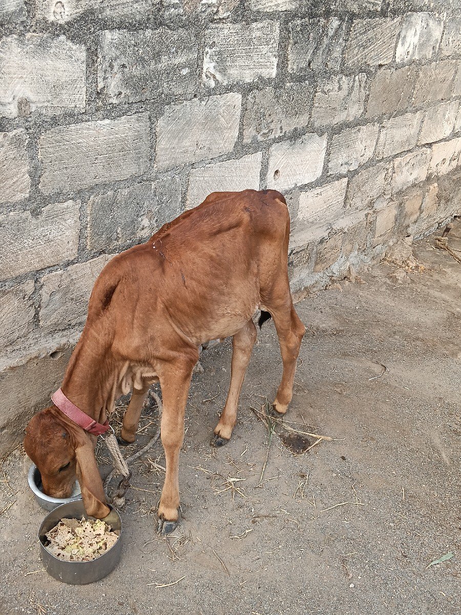 બીજું વેતર 1મહીના ની વીયાણેલ