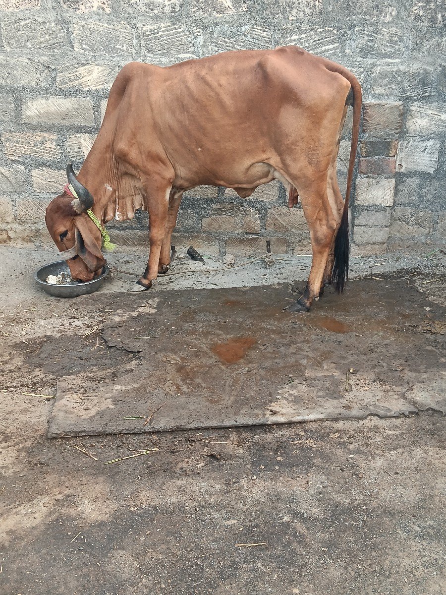 બીજું વેતર 1મહીના ની વીયાણેલ