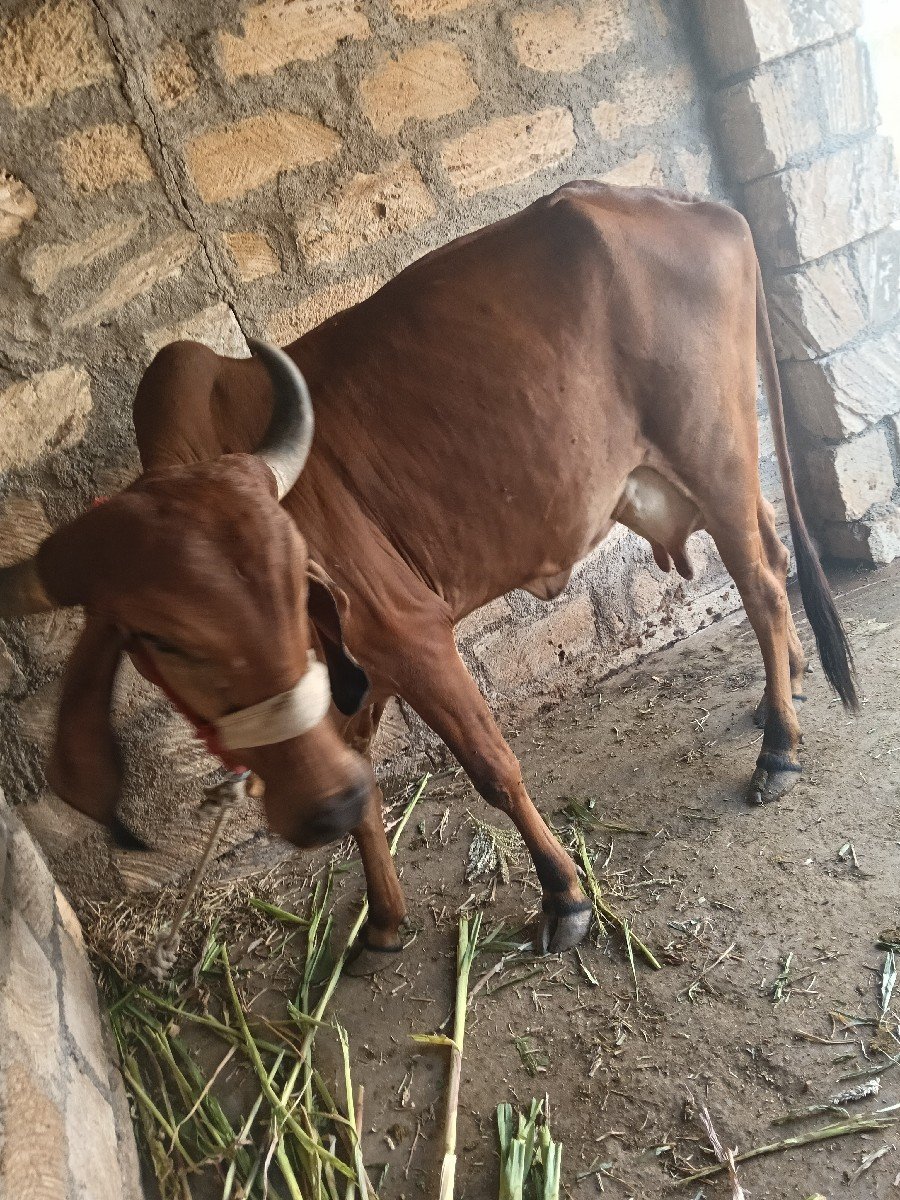બીજું વેતર 1મહીના ની વીયાણેલ