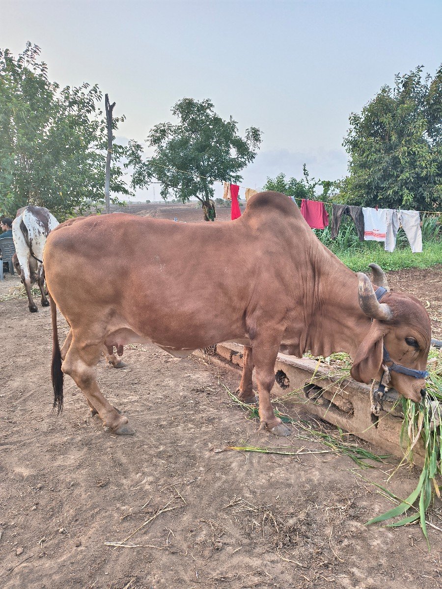 ગાય વેચવાની બાબતે...