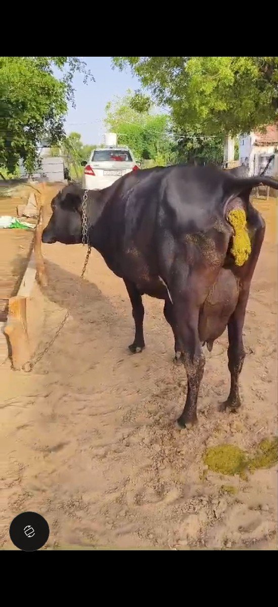 જર્સી