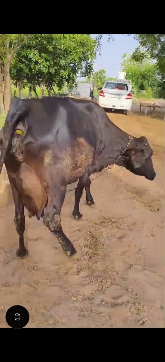 જર્સી