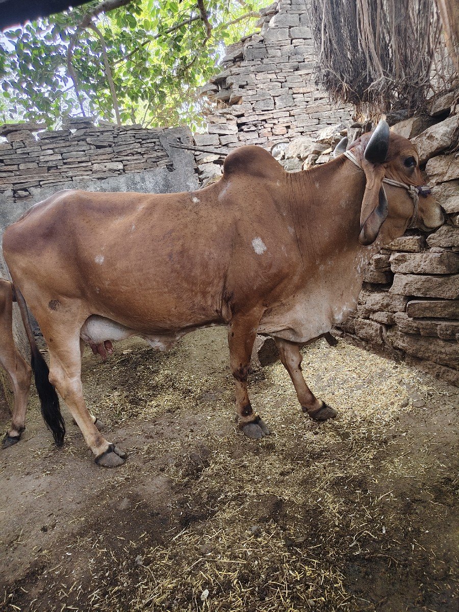 vechvani che