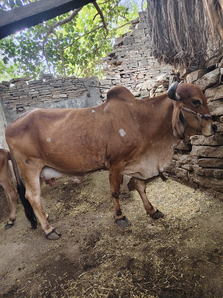 vechvani che