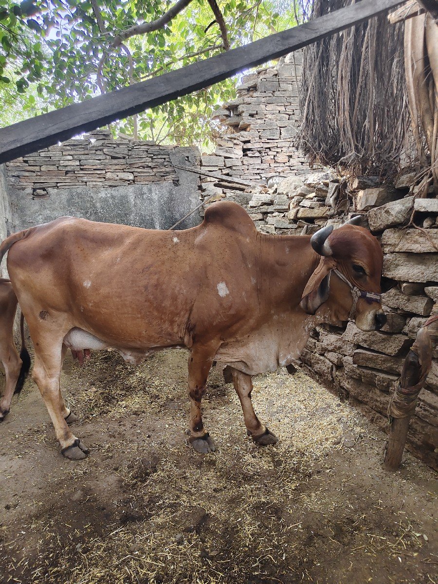 vechvani che
