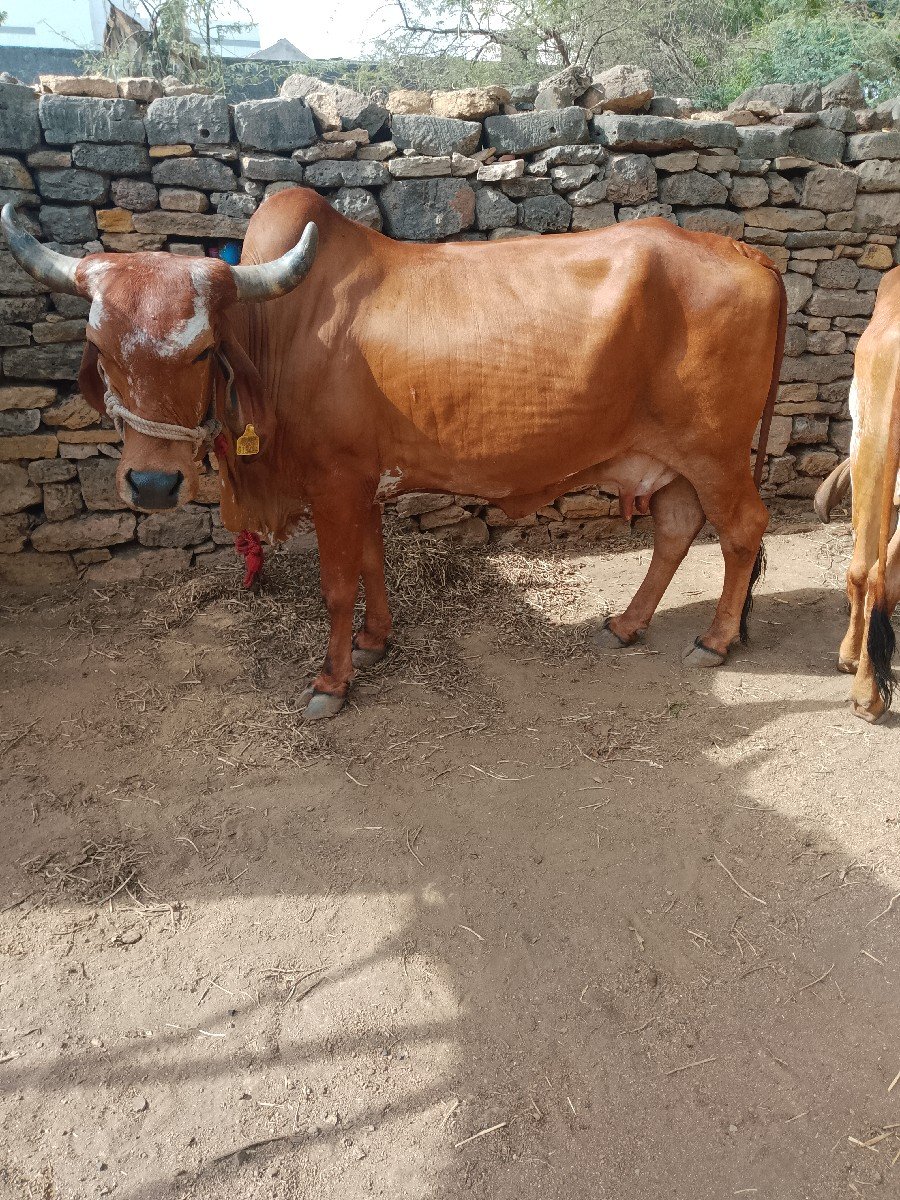 વેચવાની છે