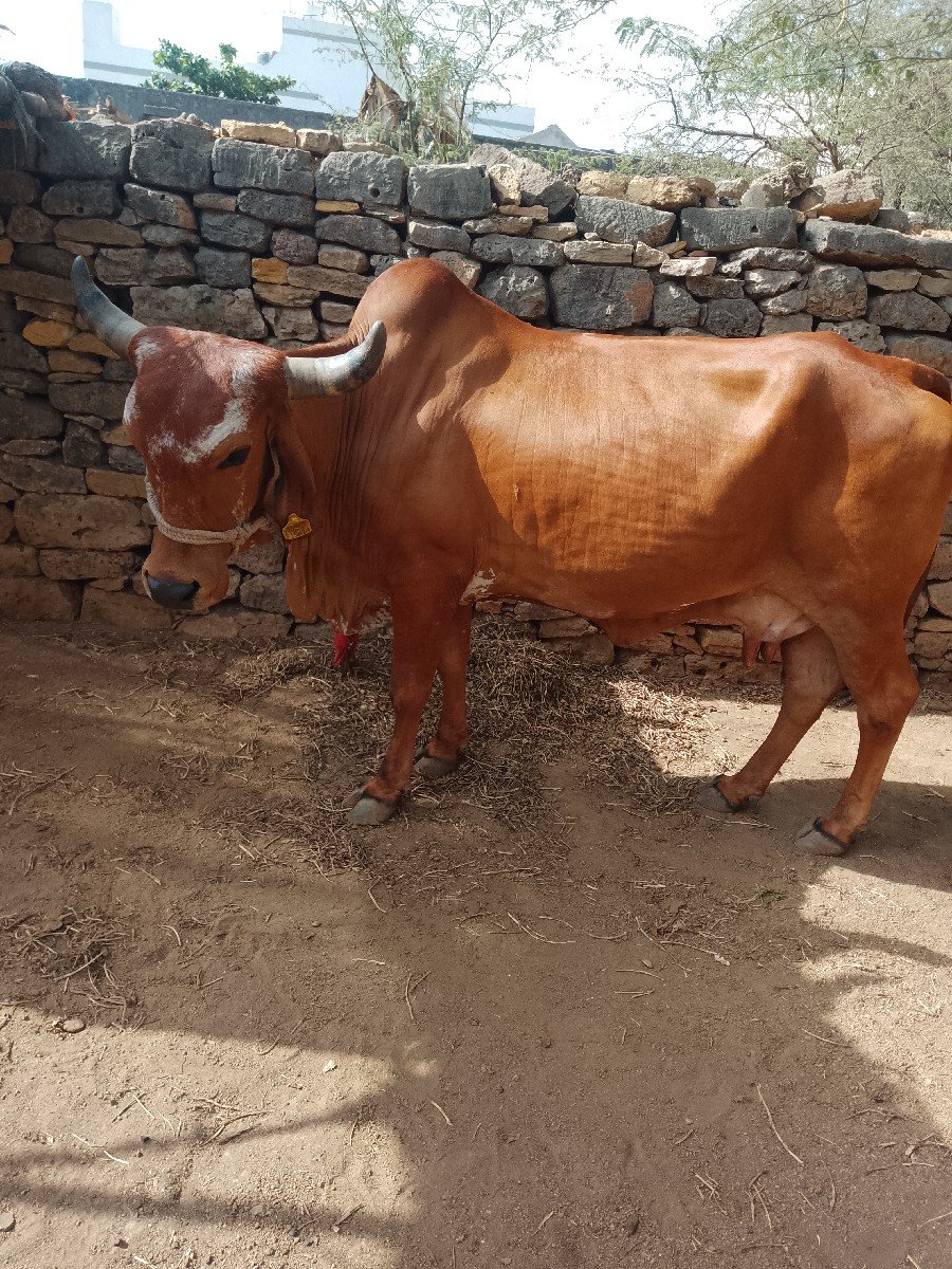 વેચવાની છે