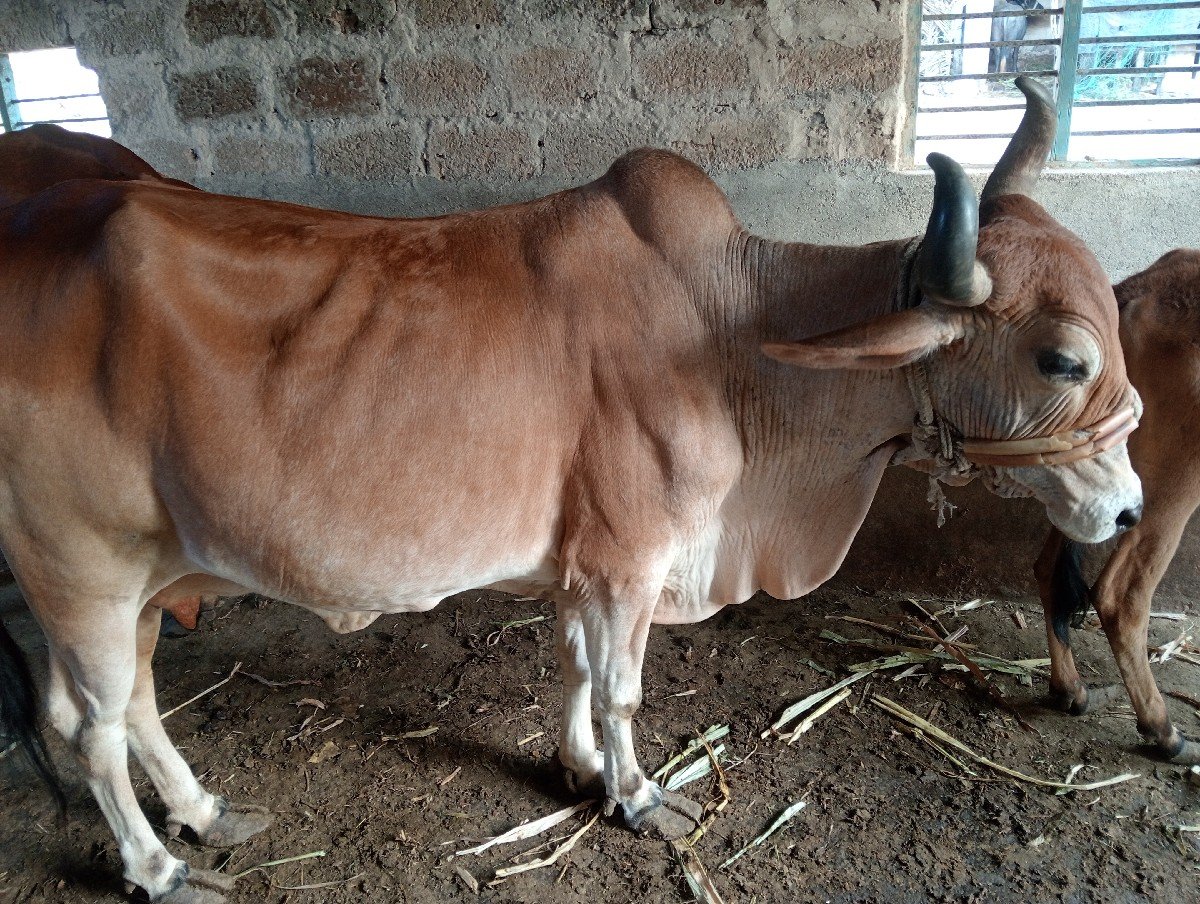 ગાય આપી દેવાની છે