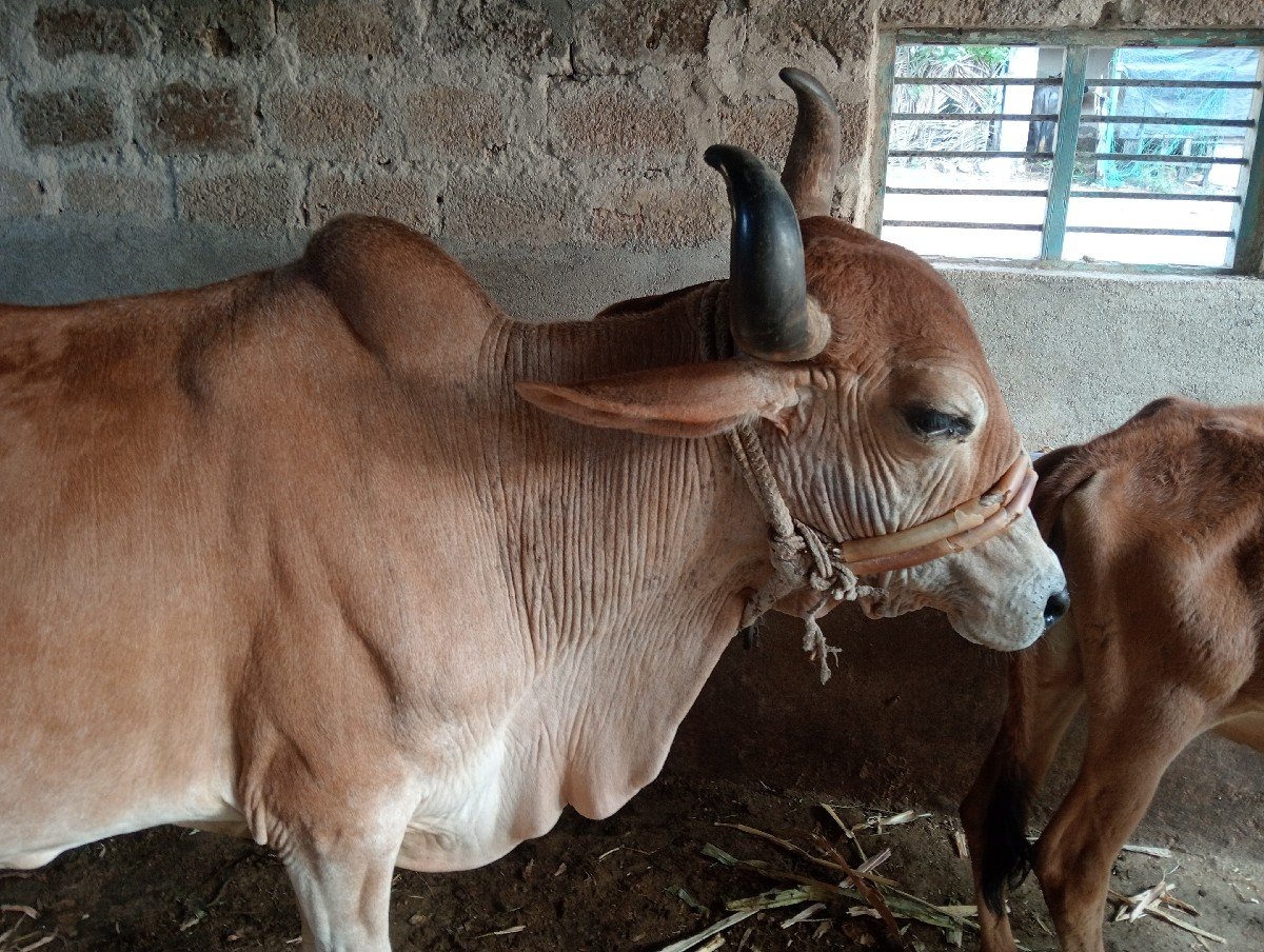 ગાય આપી દેવાની છે