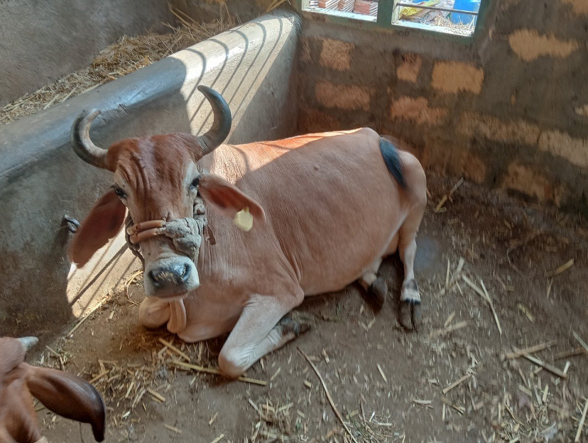 ગાય આપી દેવાની છે