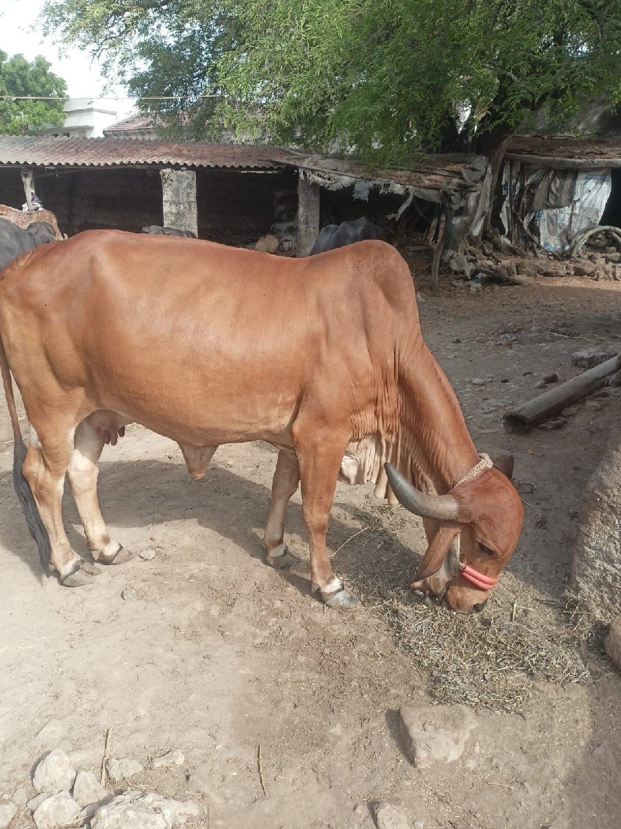 ગીર ગાય વેચવાની છે
