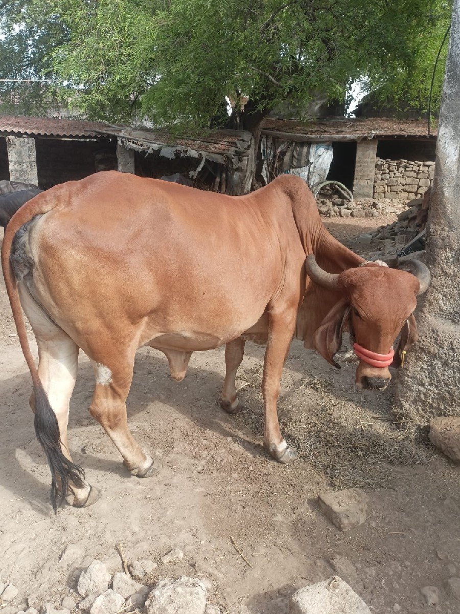 ગીર ગાય વેચવાની છે