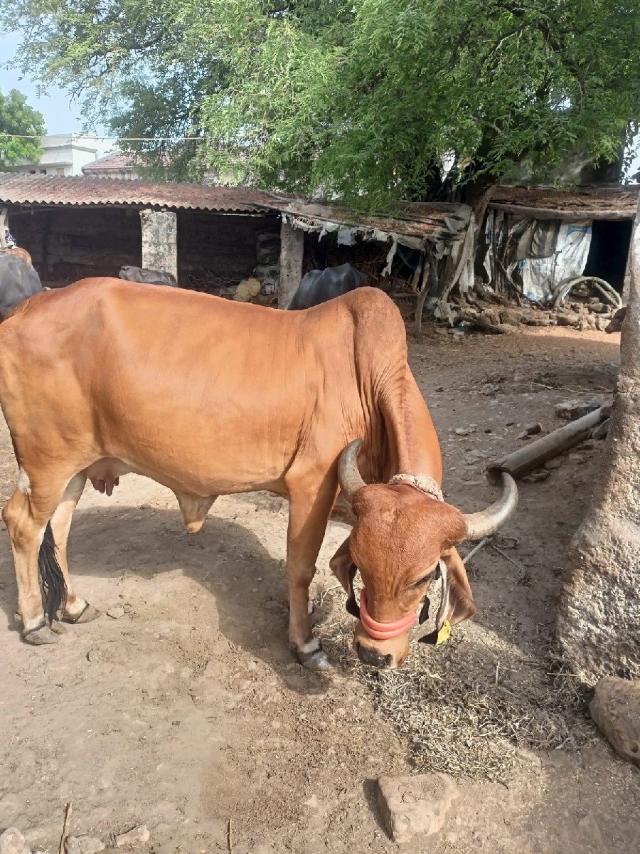 ગીર ગાય વેચવાની છે