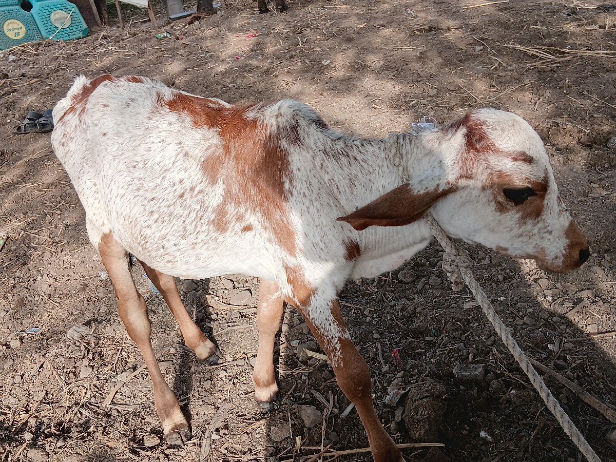 કાબરી વાછડીવેચવાની છે 6 મહીના ની