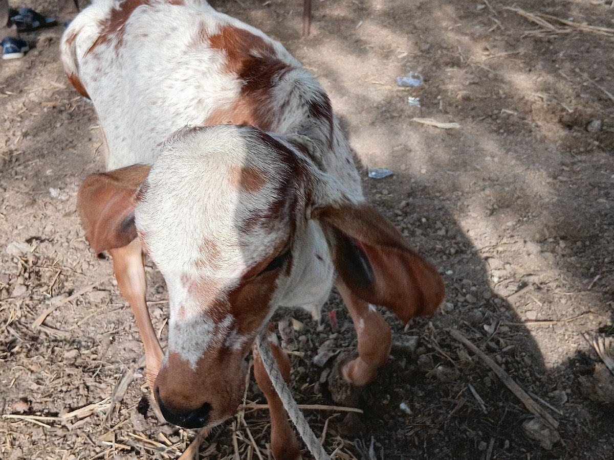 કાબરી વાછડીવેચવાની છે 6 મહીના ની