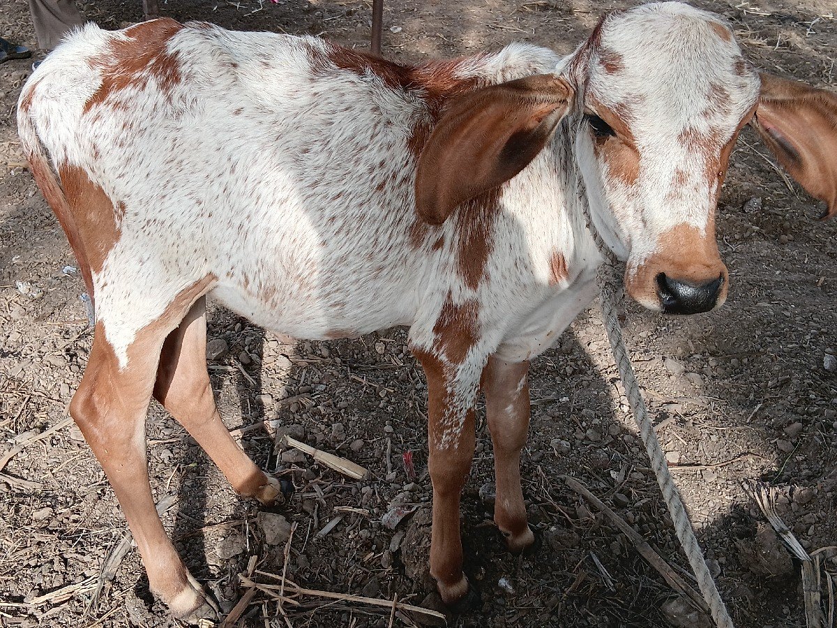 કાબરી વાછડીવેચવાની છે 6 મહીના ની