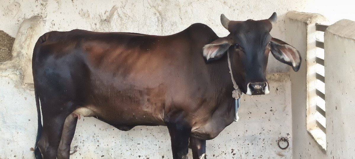 વેચવાની સે બેગાય