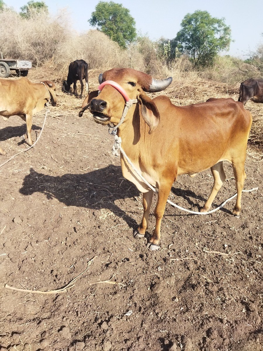 7 સાત વાસડીયુ વેસ્વાનિસે
