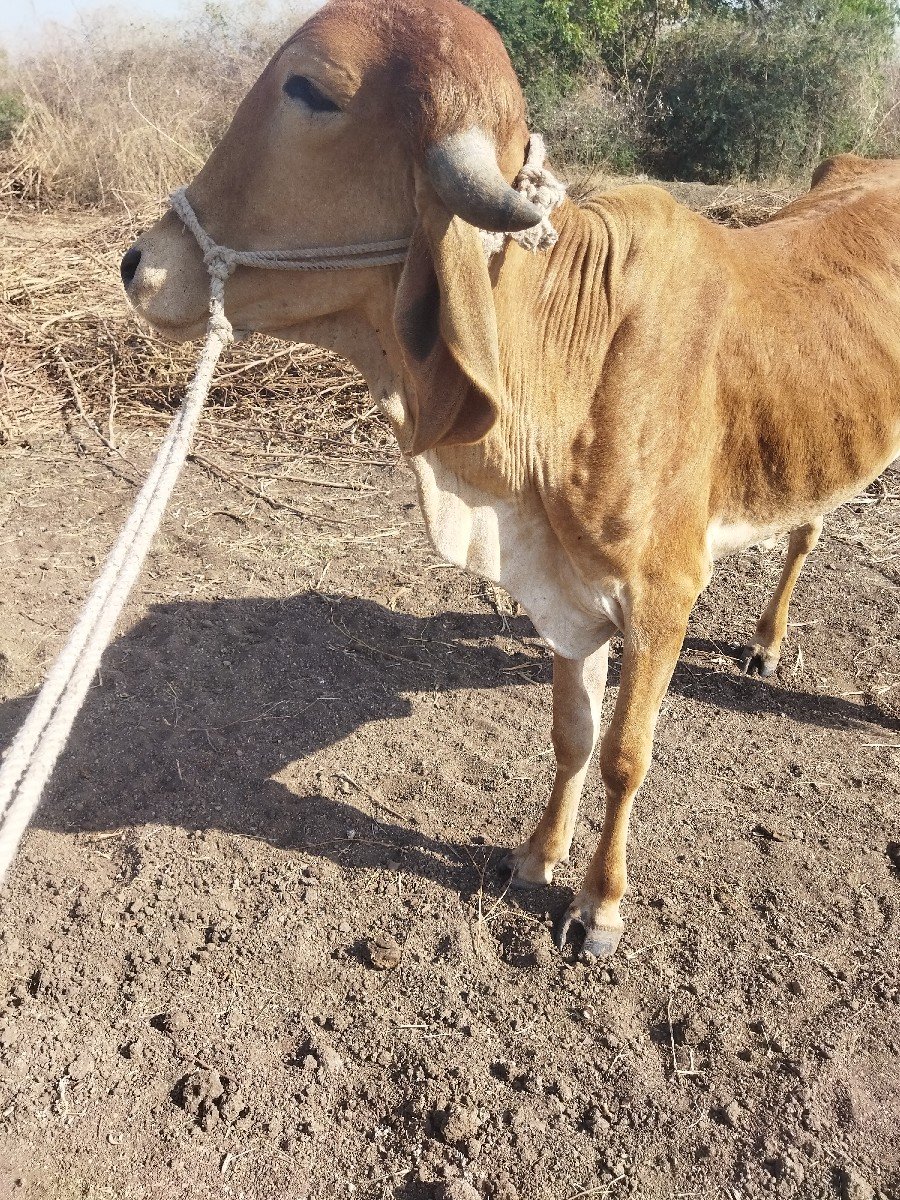 7 સાત વાસડીયુ વેસ્વાનિસે