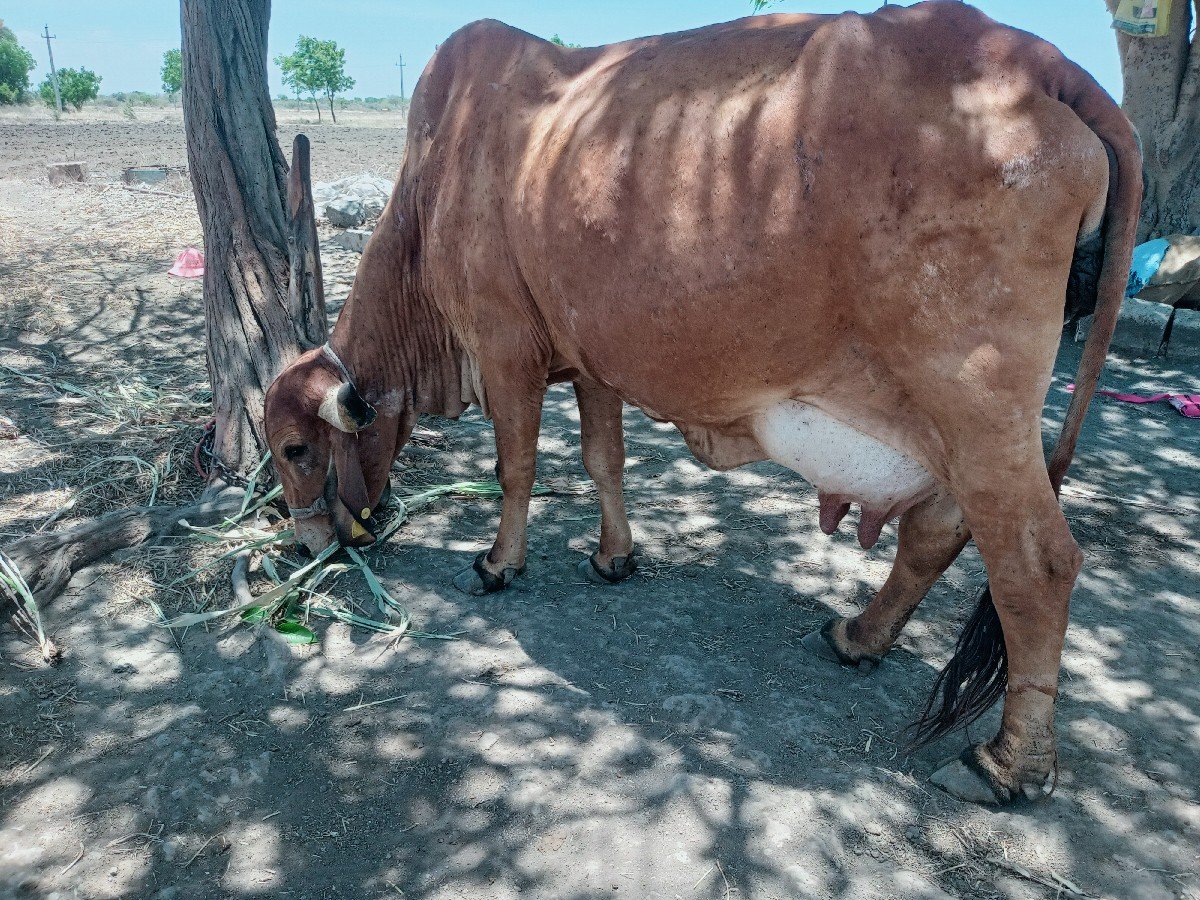 બે ગાયું છે