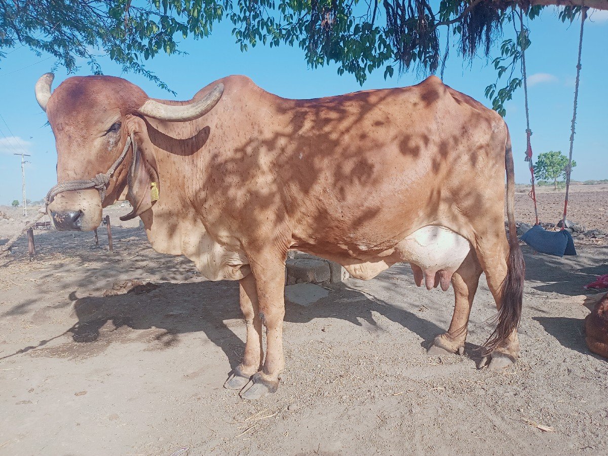 બે ગાયું છે