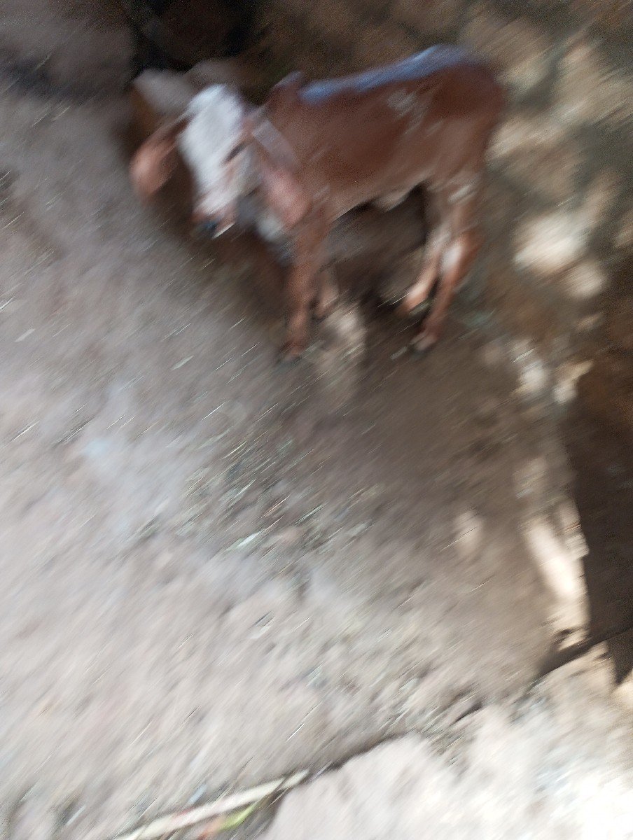ગાય વેચવા ની છે ચોથુ વેતર