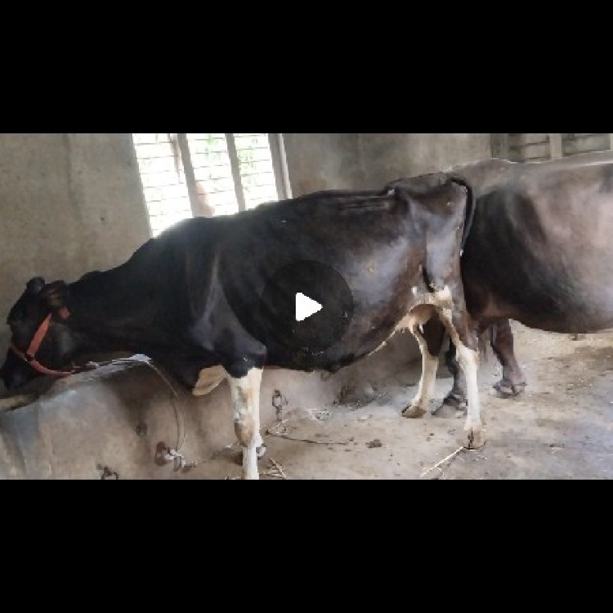 gay hf vechavani 6mahina gabhan