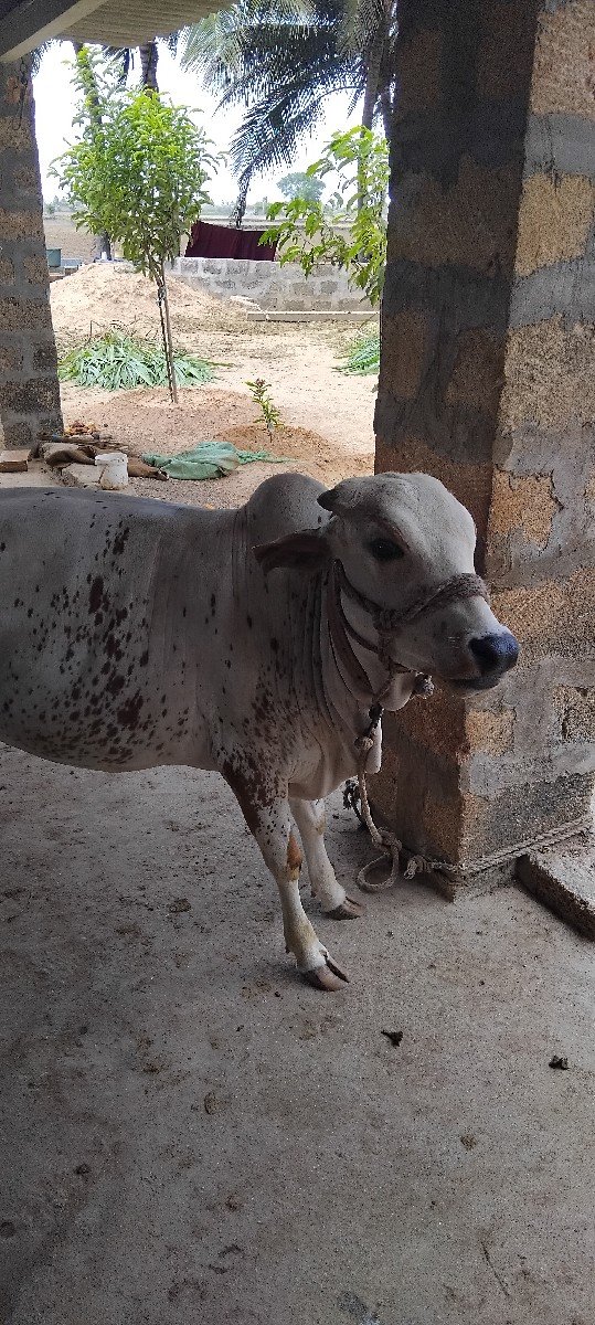 વાછડી વેશવાની