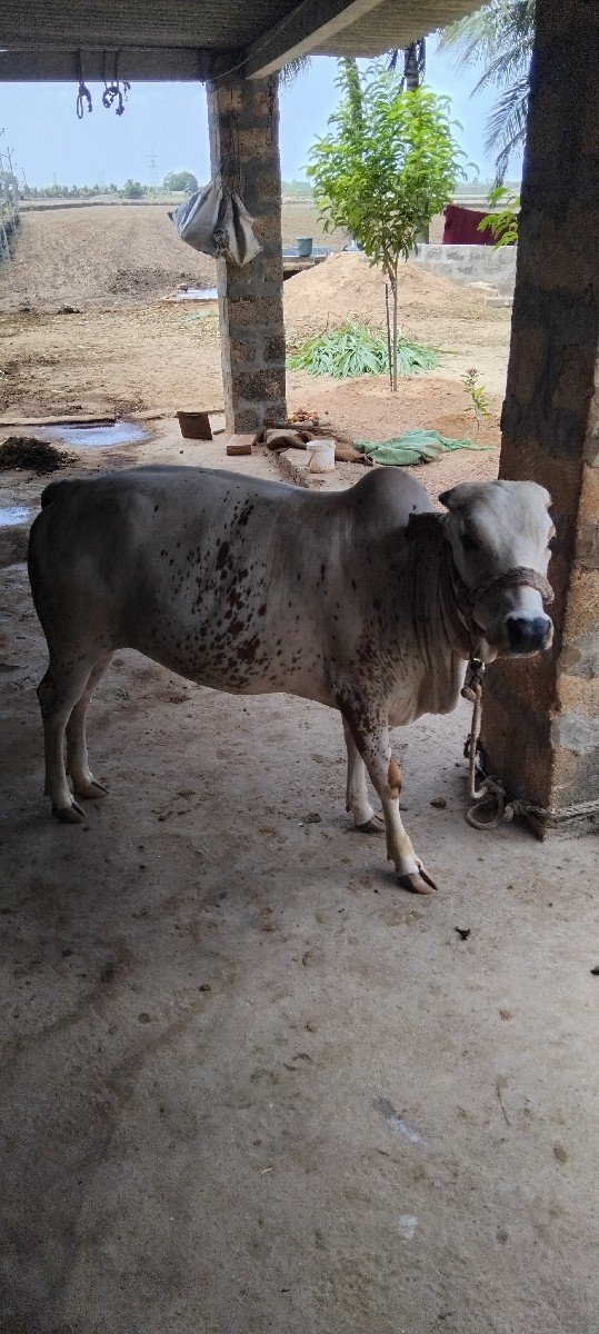 વાછડી વેશવાની